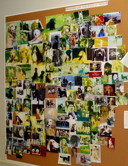 Wall of dog pictures from the Modiano Lab